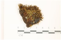 登錄號:B00021047藏品圖，第1張