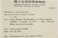 小牛舌蘚藏品圖，第2張