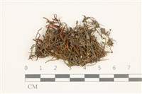 小牛舌蘚藏品圖，第1張