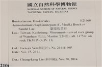 皺葉假黃蘚藏品圖，第2張