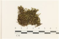 登錄號:B00021112藏品圖，第1張