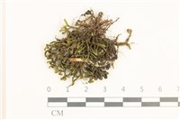 登錄號:B00021115藏品圖，第1張