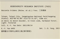 鞭苔,三裂鞭苔藏品圖，第2張
