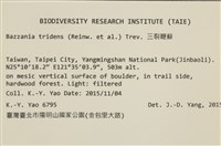 鞭苔,三裂鞭苔藏品圖，第2張
