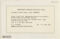 雙齒護蒴苔藏品圖，第2張