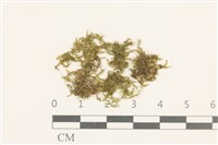 雙齒護蒴苔藏品圖，第1張