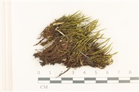 登錄號:B00021124藏品圖，第1張