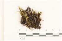 登錄號:B00021125藏品圖，第1張
