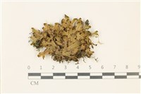 日本蛇苔藏品圖，第1張