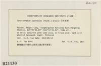日本蛇苔藏品圖，第2張