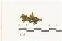 日本蛇苔藏品圖，第1張