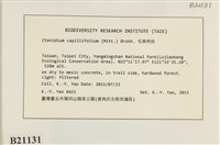 細葉櫛葉蘚, 毛葉梳蘚藏品圖，第2張