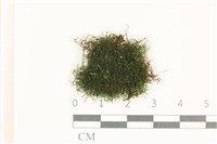登錄號:B00021132藏品圖，第1張
