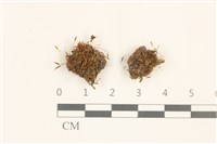 登錄號:B00021224藏品圖，第1張