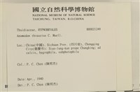 碎葉牛舌蘚藏品圖，第2張