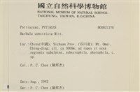 尖葉扭口蘚藏品圖，第2張