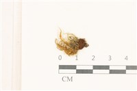 登錄號:B00021302藏品圖，第1張