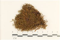 登錄號:B00021303藏品圖，第1張