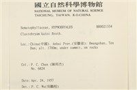 細尖疣胞蘚藏品圖，第2張