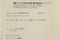 日本鞭苔藏品圖，第2張