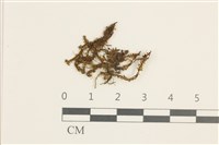 日本鞭苔藏品圖，第1張
