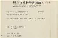 日本鞭苔藏品圖，第2張