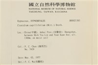 細葉櫛葉蘚, 毛葉梳蘚藏品圖，第2張