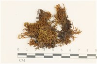 登錄號:B00021398藏品圖，第1張