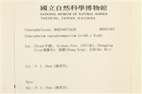 小蛇苔藏品圖，第2張