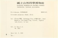角齒蘚藏品圖，第2張