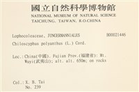 多胞裂萼苔藏品圖，第2張