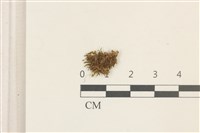 多胞裂萼苔藏品圖，第1張