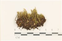 登錄號:B00021462藏品圖，第1張