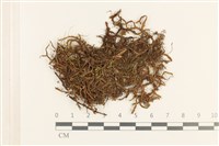 登錄號:B00021467藏品圖，第1張