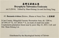 鞭苔,三裂鞭苔藏品圖，第2張