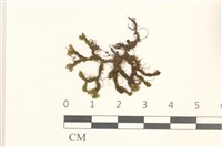 鞭苔,三裂鞭苔藏品圖，第1張