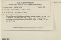 臺灣逆毛蘚藏品圖，第2張