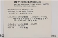 毛扭蘚藏品圖，第2張