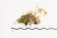 登錄號:B00021663藏品圖，第1張