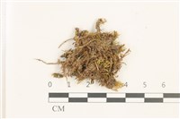 登錄號:B00021671藏品圖，第1張