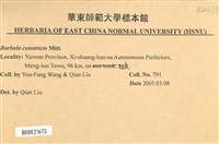 尖葉扭口蘚藏品圖，第2張