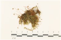 登錄號:B00021674藏品圖，第1張