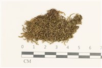 日本鞭苔藏品圖，第1張