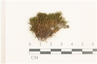 登錄號:B00021676藏品圖，第1張