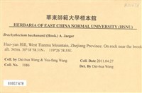 細枝青蘚藏品圖，第2張