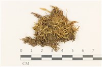 登錄號:B00021681藏品圖，第1張
