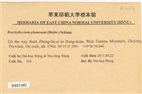 羽枝青蘚藏品圖，第2張