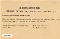 羽枝青蘚藏品圖，第2張