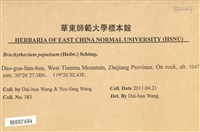 長肋青蘚藏品圖，第2張