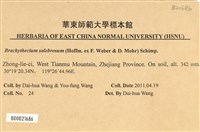 褶葉青蘚藏品圖，第2張